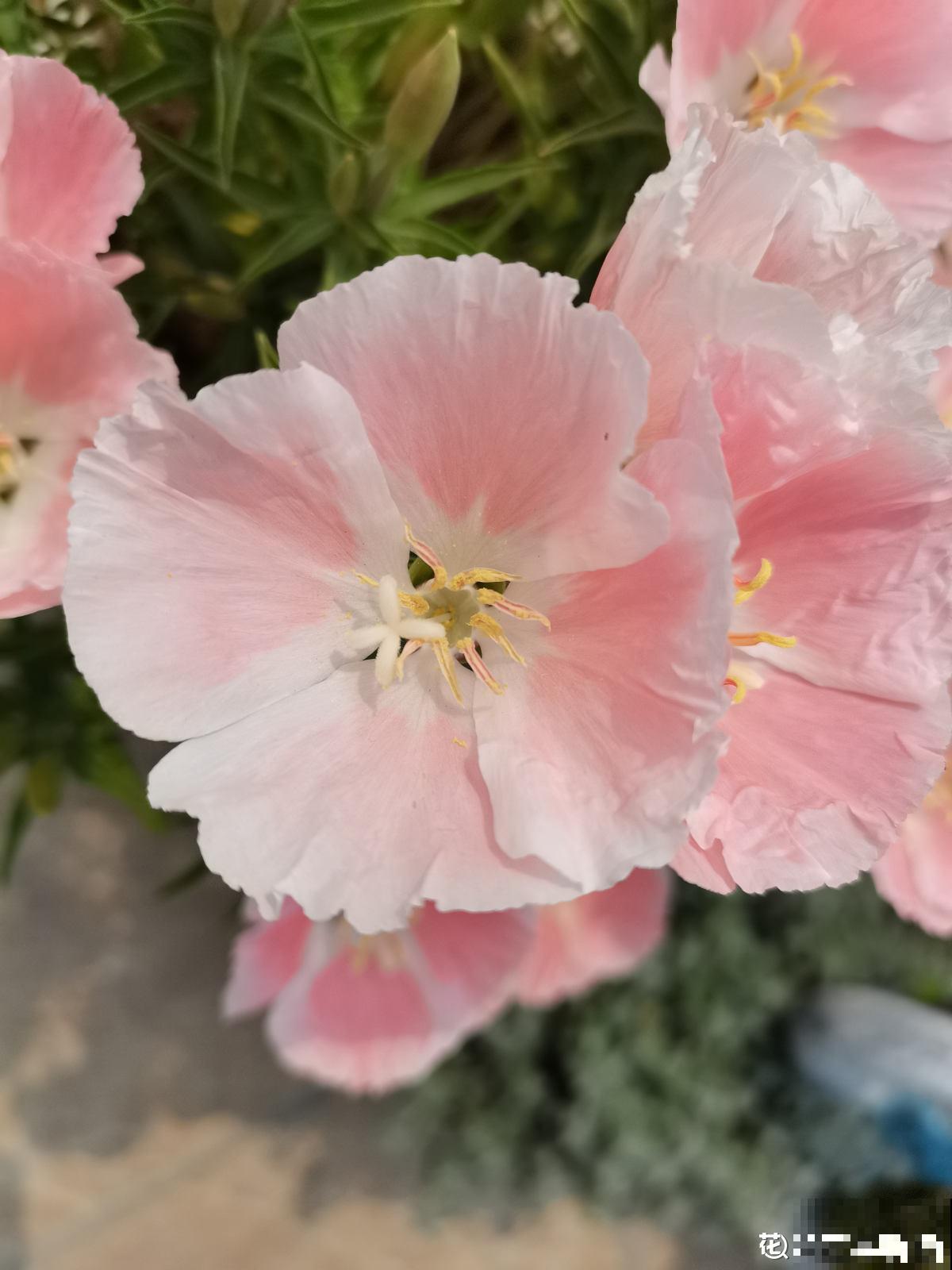 1种花名叫“古代稀”,撒把种子就开花,越养越上瘾 1种花名叫“古代稀”,撒把种子就开花,越养越上瘾