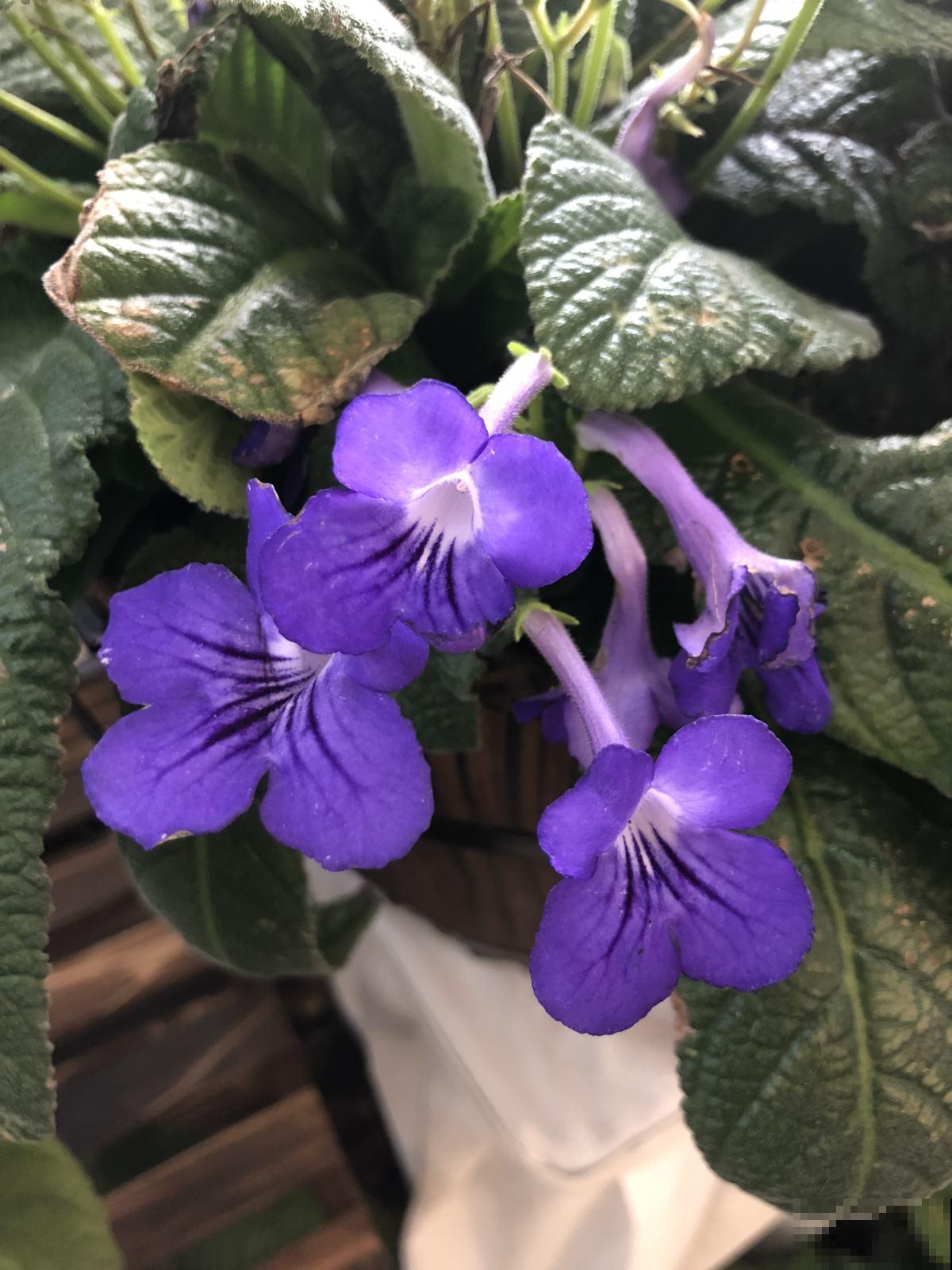 开花像“小喇叭”的植物，特别耐阴，没光也能开爆盆