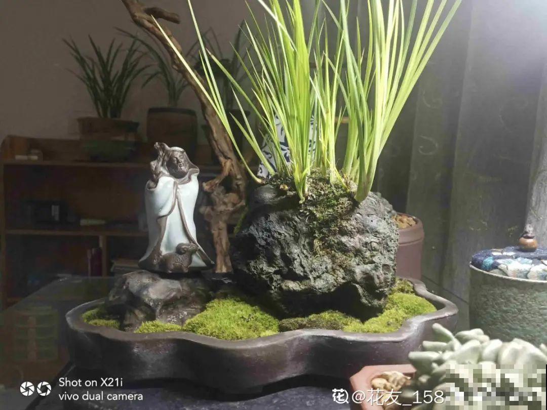 10种花夏天喝水多,多浇水,很快爆满一大缸 10种花夏天喝水多,多浇水,很快爆满一大缸