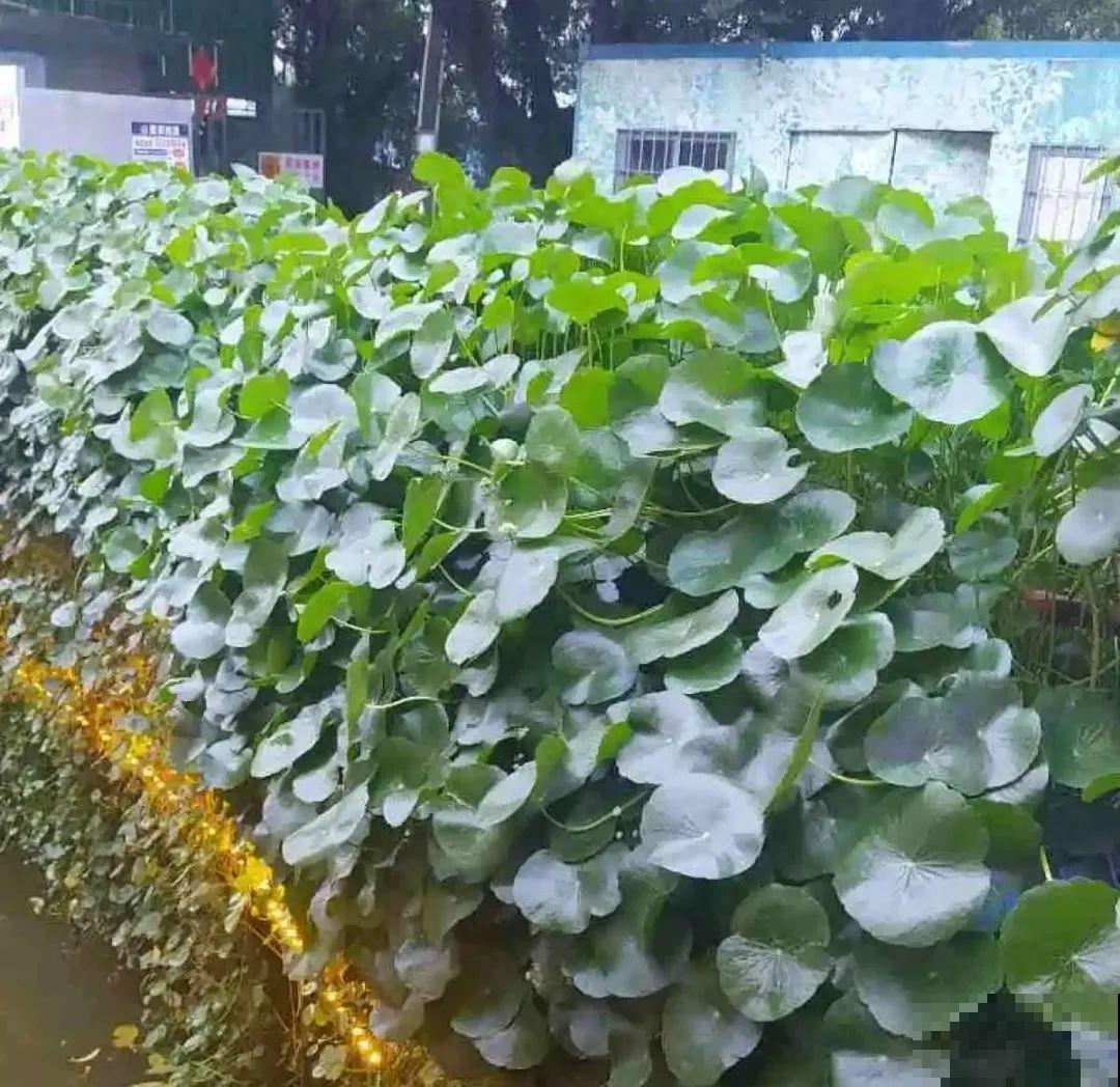 虐着养的花，剪成秃子，半月不浇水，呼呼开花