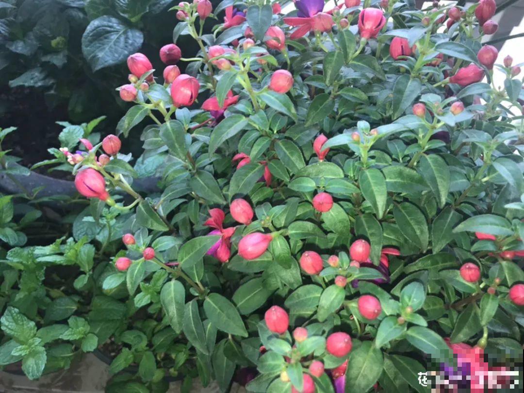 超级“喜水”的花，3天不浇水，就离死不远了