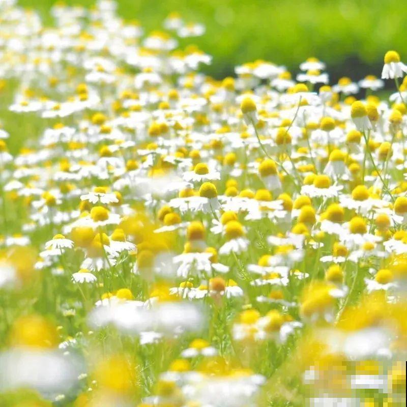 带有苹果香气的菊花，样子十分小清新，摘下来还能泡茶