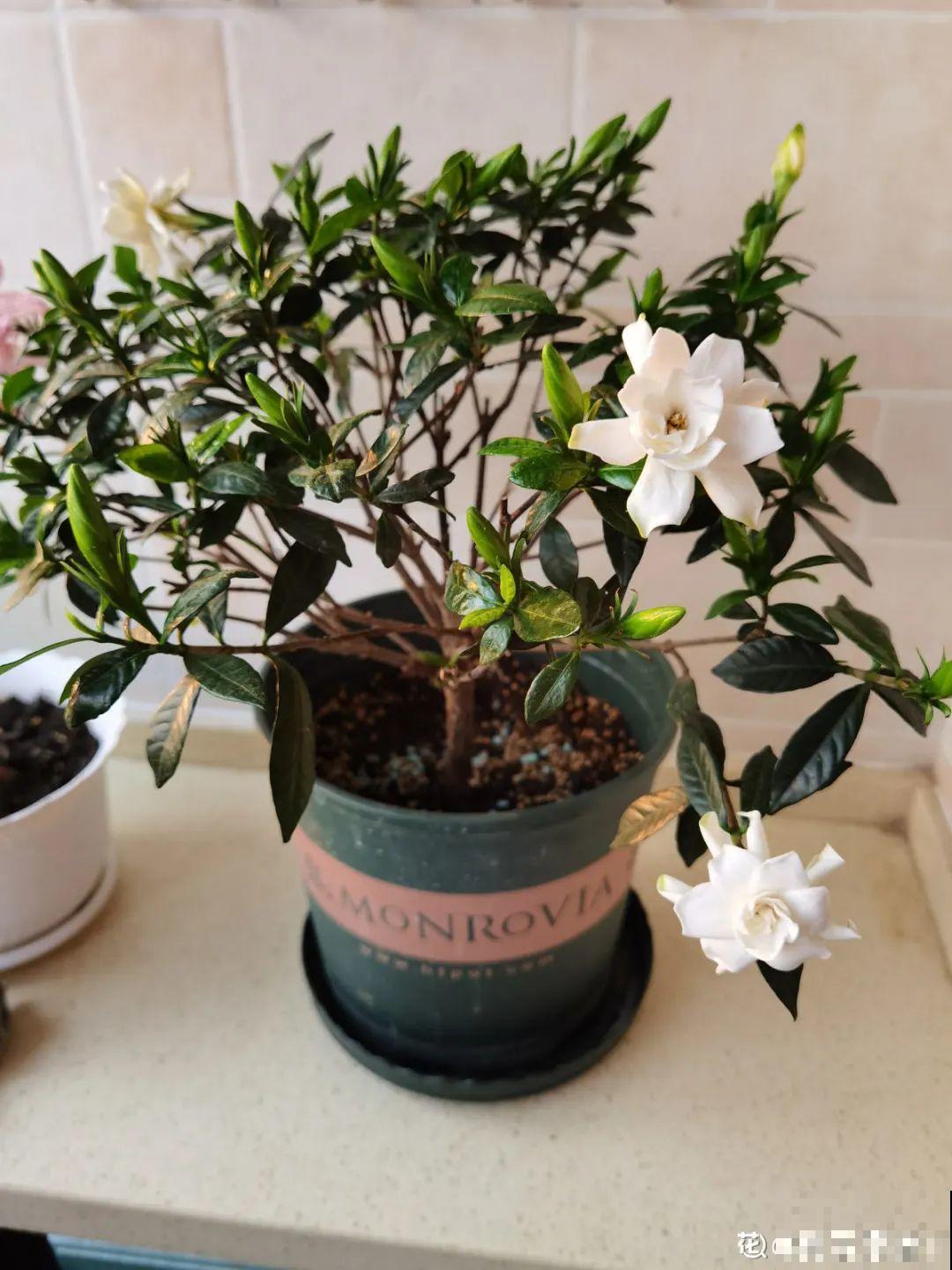 花开完了,别急着扔,好好养还能活几十年 花开完了,别急着扔,好好养还能活几十年