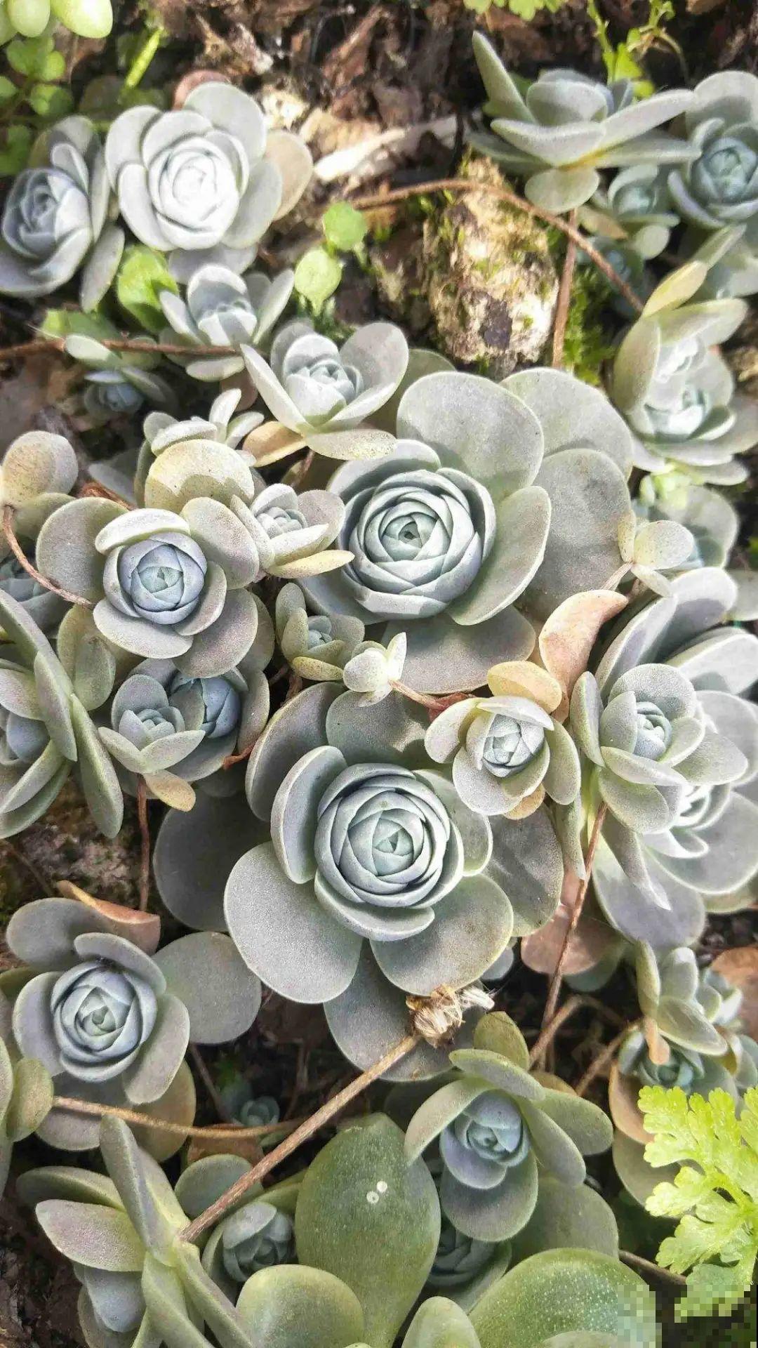 5种铺面多肉,沾土就活,迅速占满每一寸土地 5种铺面多肉,沾土就活,迅速占满每一寸土地