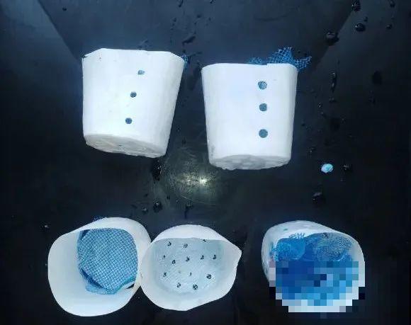 难度夏的8种花，赶紧扦插备份，再晚只剩盆了