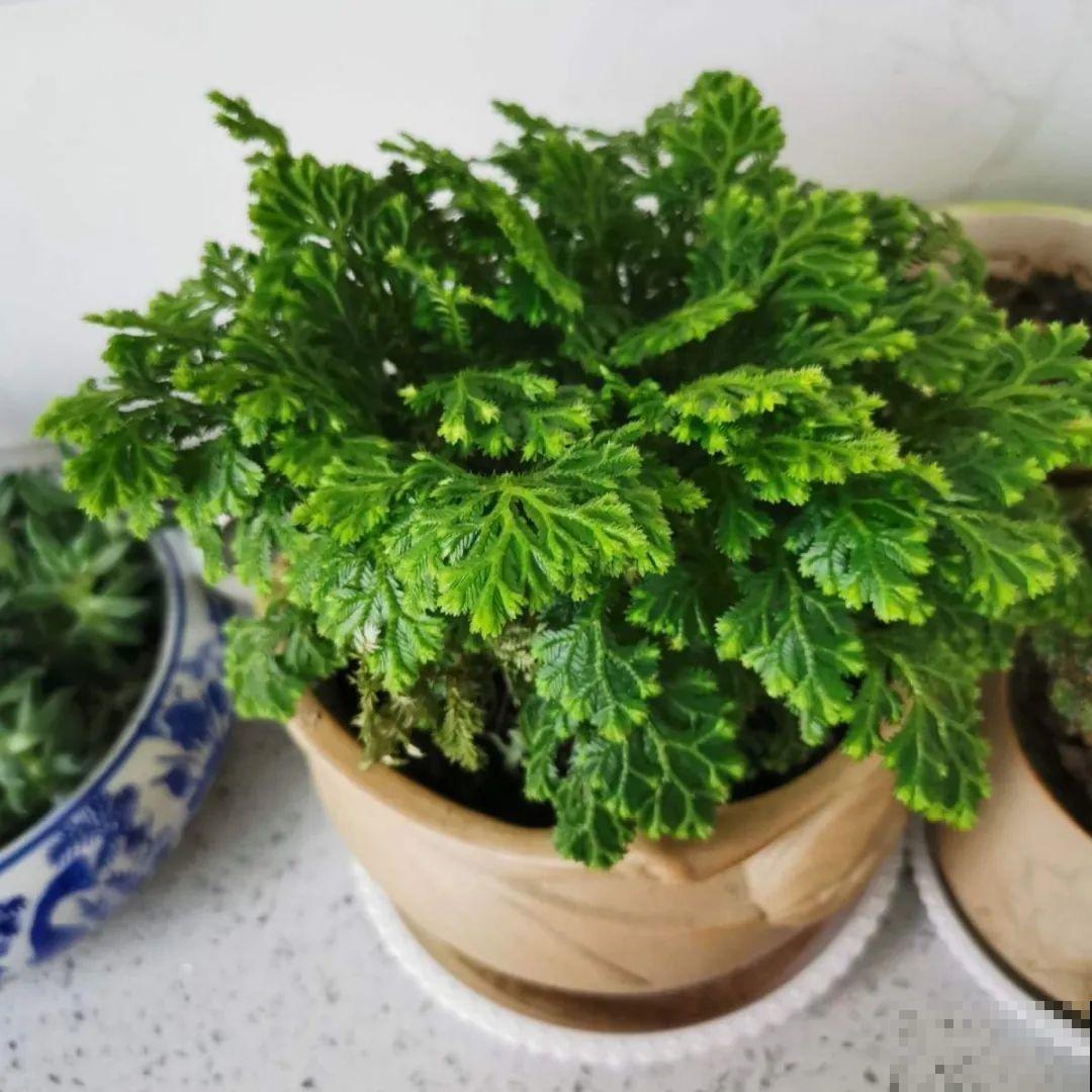 山上遇到“还魂”草,千万不要挖,养不活还破坏环境 山上遇到“还魂”草,千万不要挖,养不活还破坏环境