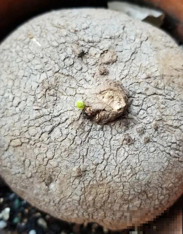 8种花开始慢慢睡醒了， 现在长得正旺，多浇水施肥， 开花更多！