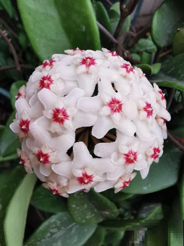 80种常见花卉，读过后，花名难不倒你