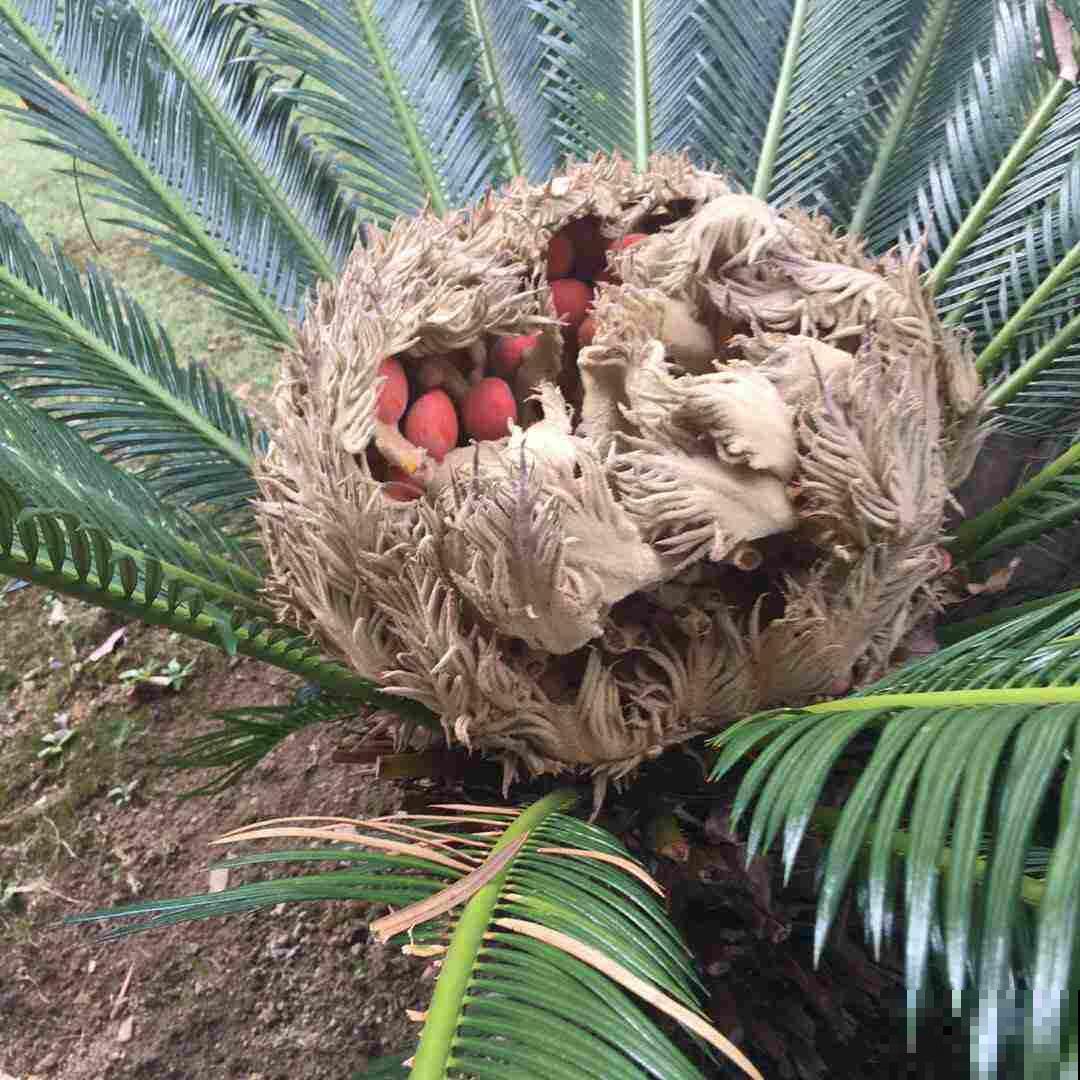 4种有花别养家里，出门也要离远点，因为有毒！