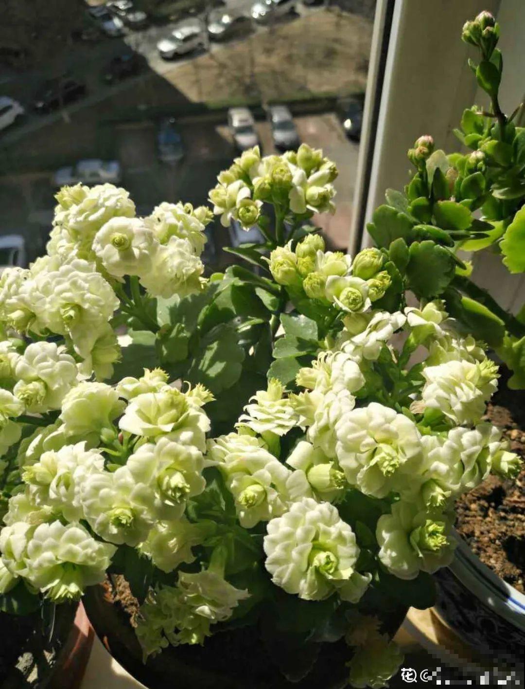 春天养盆绿色花,看着清爽干净,今年一定要养一盆 春天养盆绿色花,看着清爽干净,今年一定要养一盆