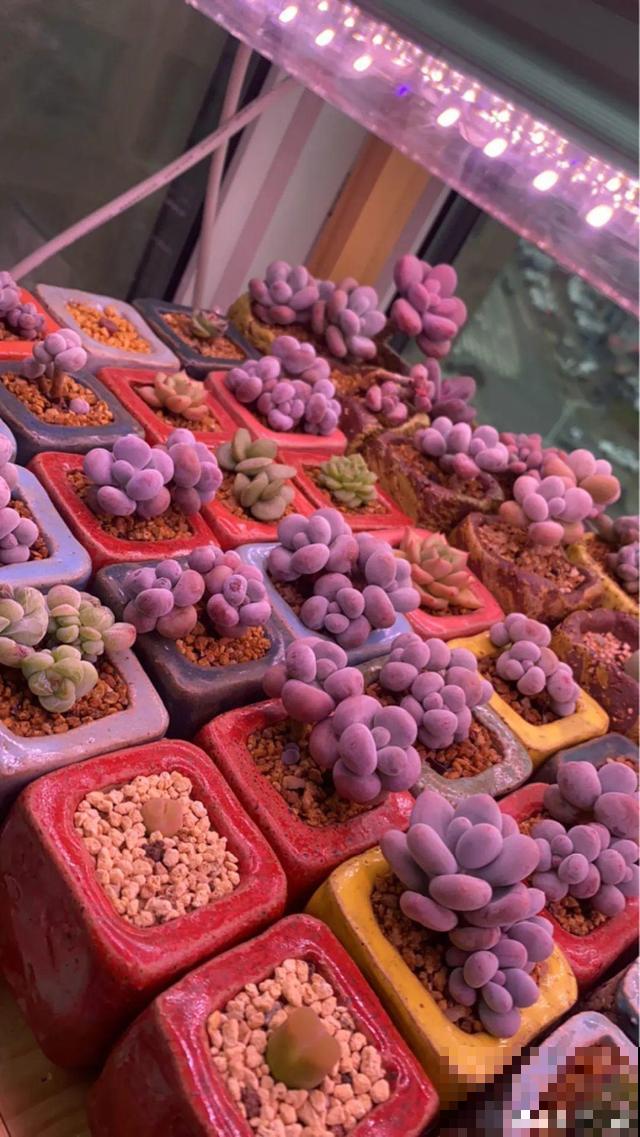 室内养多肉,也能养出水晶果冻色,任谁看到都说好 室内养多肉,也能养出水晶果冻色,任谁看到都说好