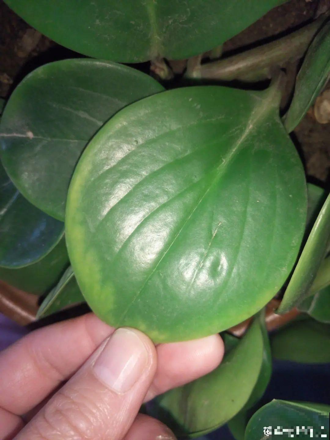 12种花真是太能生，叶子沾土就生根，实在太好活