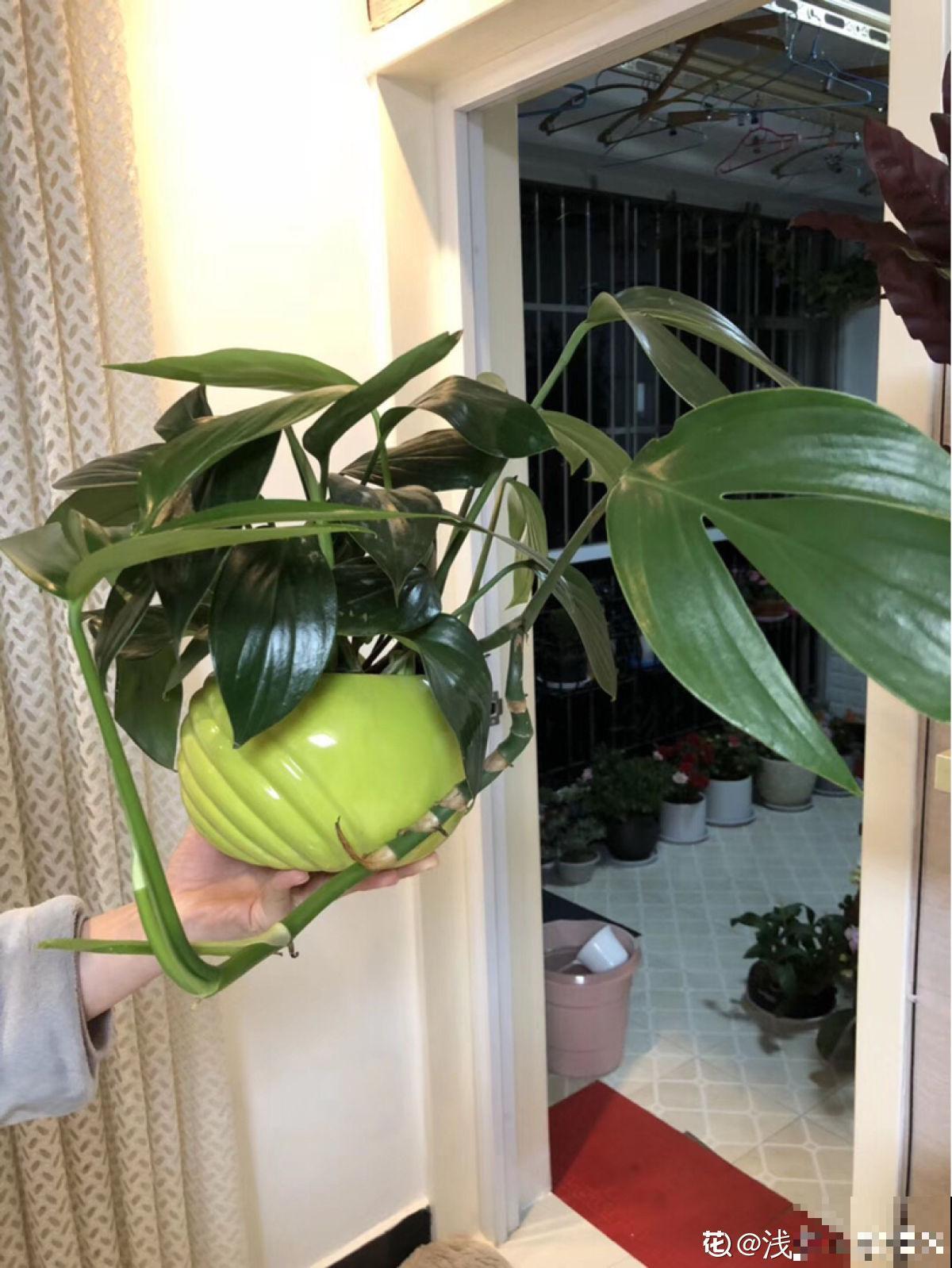 一盆花摆在家里，颜值堪比“艺术品”，当做软装很有特点