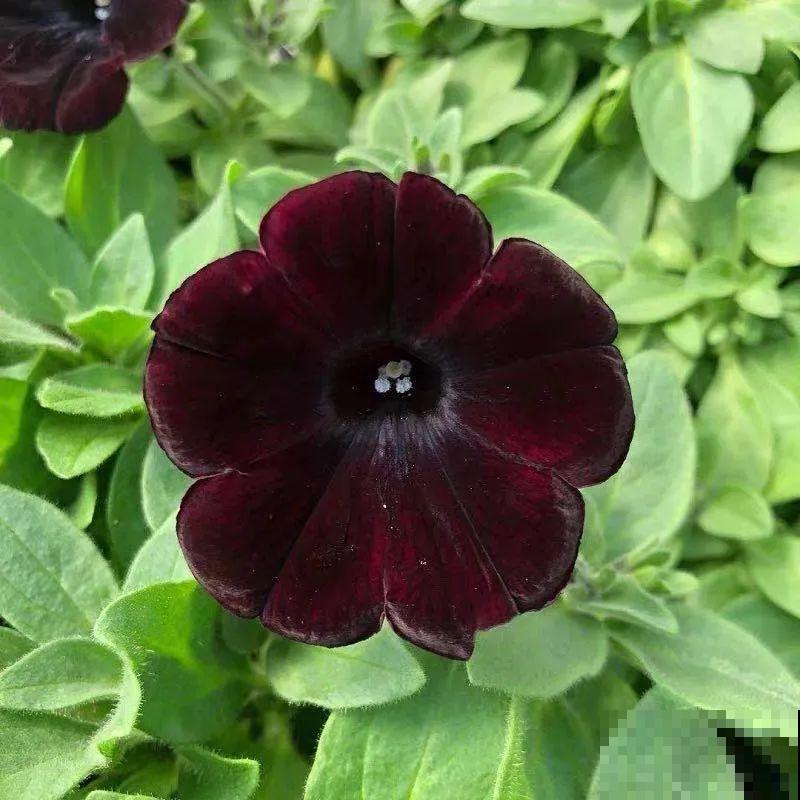 矮牵牛得剪一剪，才能开花多，满盆都是花苞！