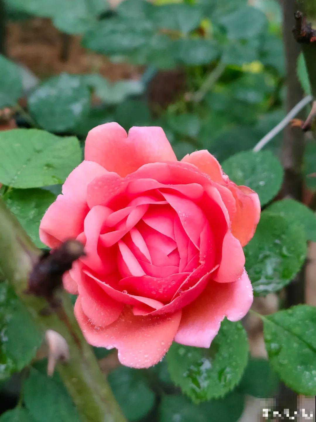 50种月季，各有各的美，哪一种是你的“菜”？