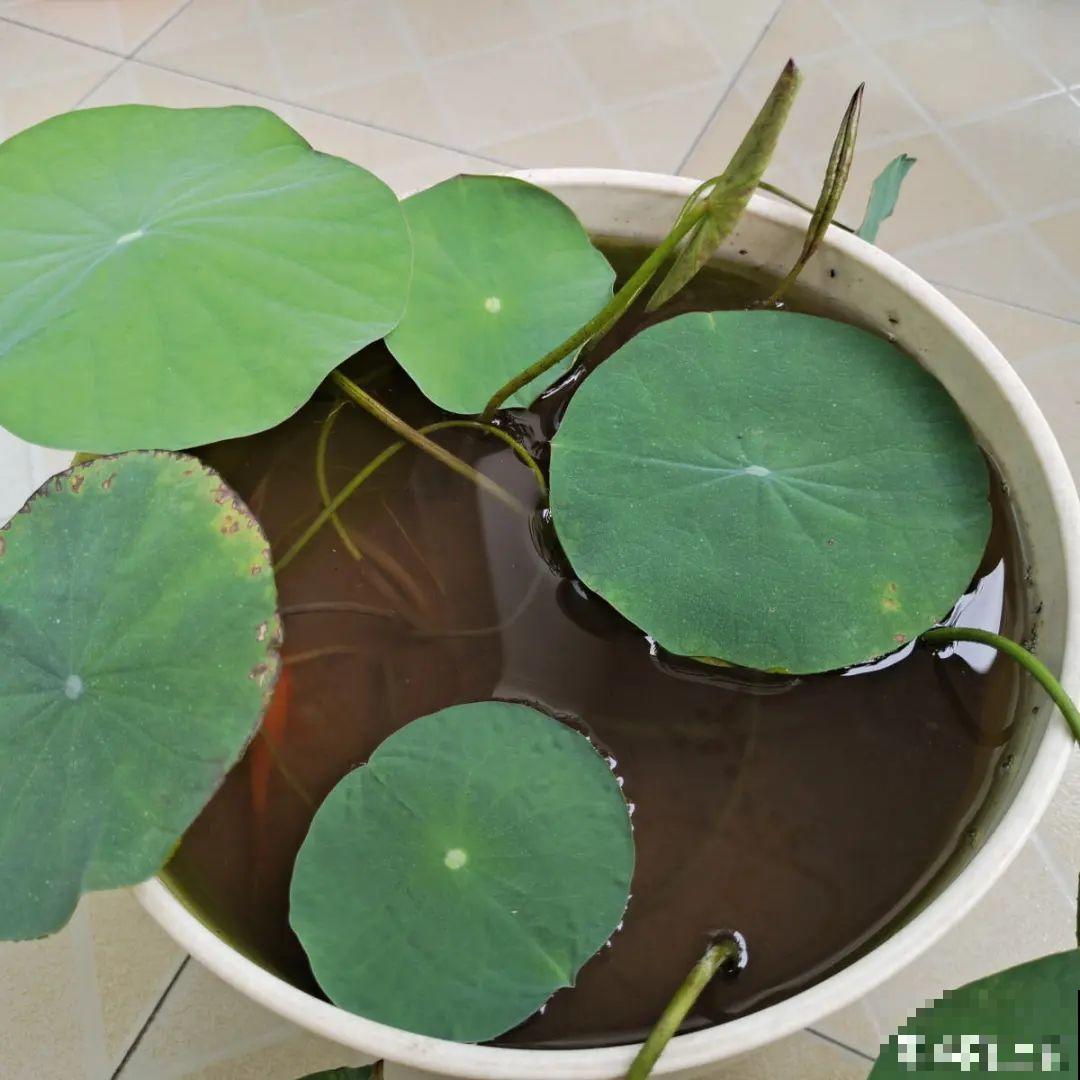 晒不死、热不死的花,越晒花越多,越热长越快 晒不死、热不死的花,越晒花越多,越热长越快