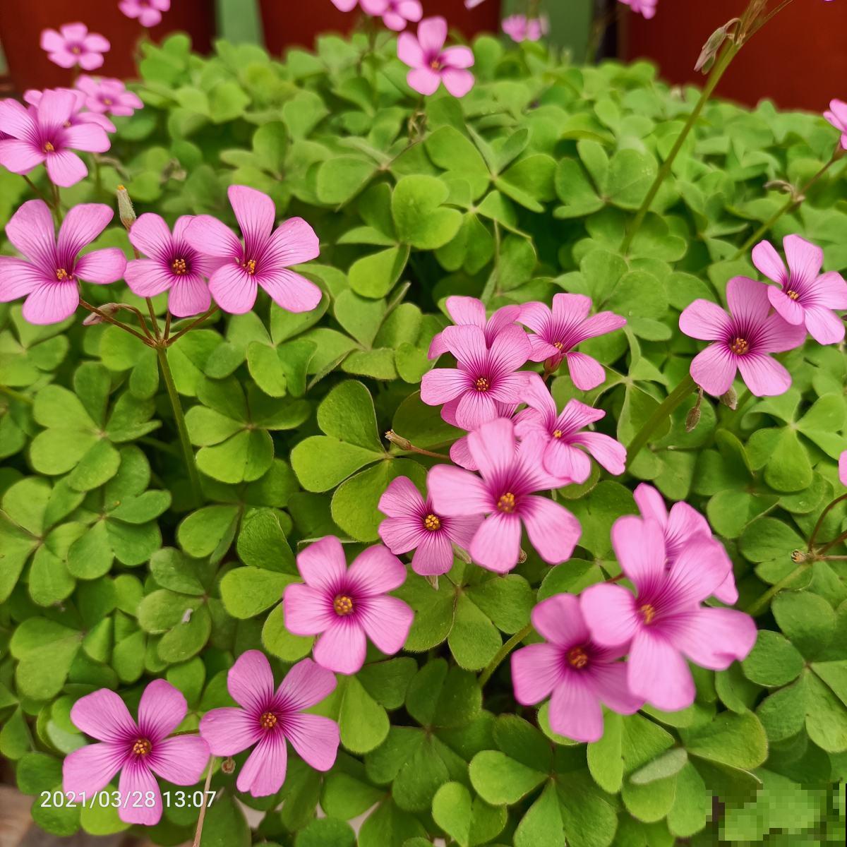 想一年四季有花看, 还是得组合养花,花期才更长 想一年四季有花看, 还是得组合养花,花期才更长