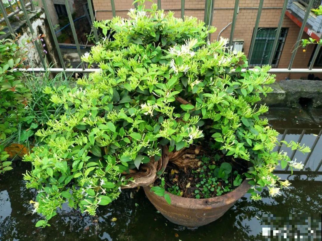 一棵旱金莲,开花又多又没,1年就能长成花墙! 一棵旱金莲,开花又多又没,1年就能长成花墙!