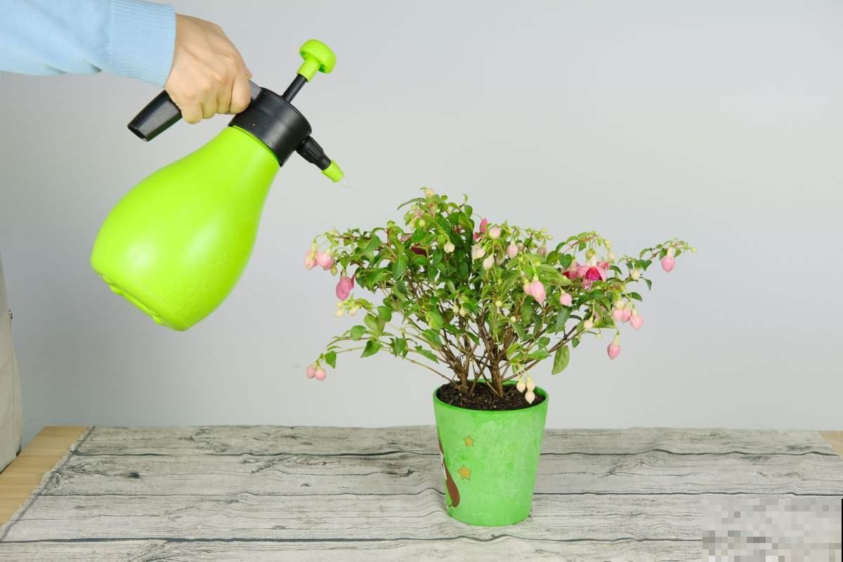 掌握这5种除虫方法，室内环境好，花草长得旺！