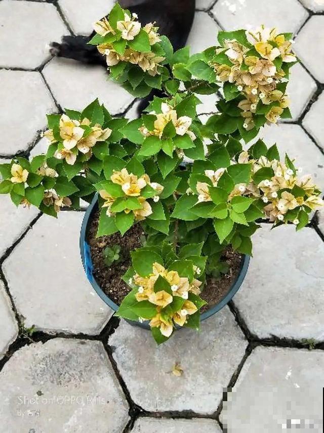 三角梅长不好?赶紧给它摘叶子,摘得越干净,长得越好 三角梅长不好?赶紧给它摘叶子,摘得越干净,长得越好