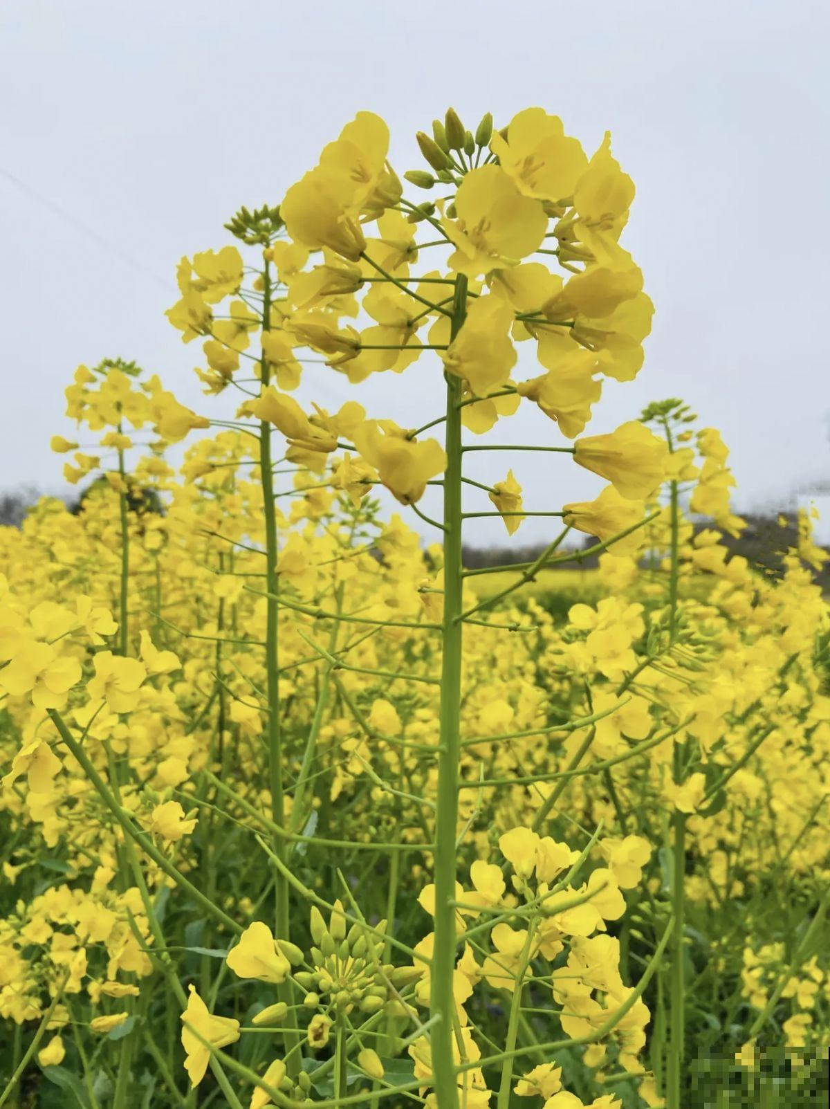 4月份种啥都能活的季节，山上挖一棵野花，种盆里也能开爆
