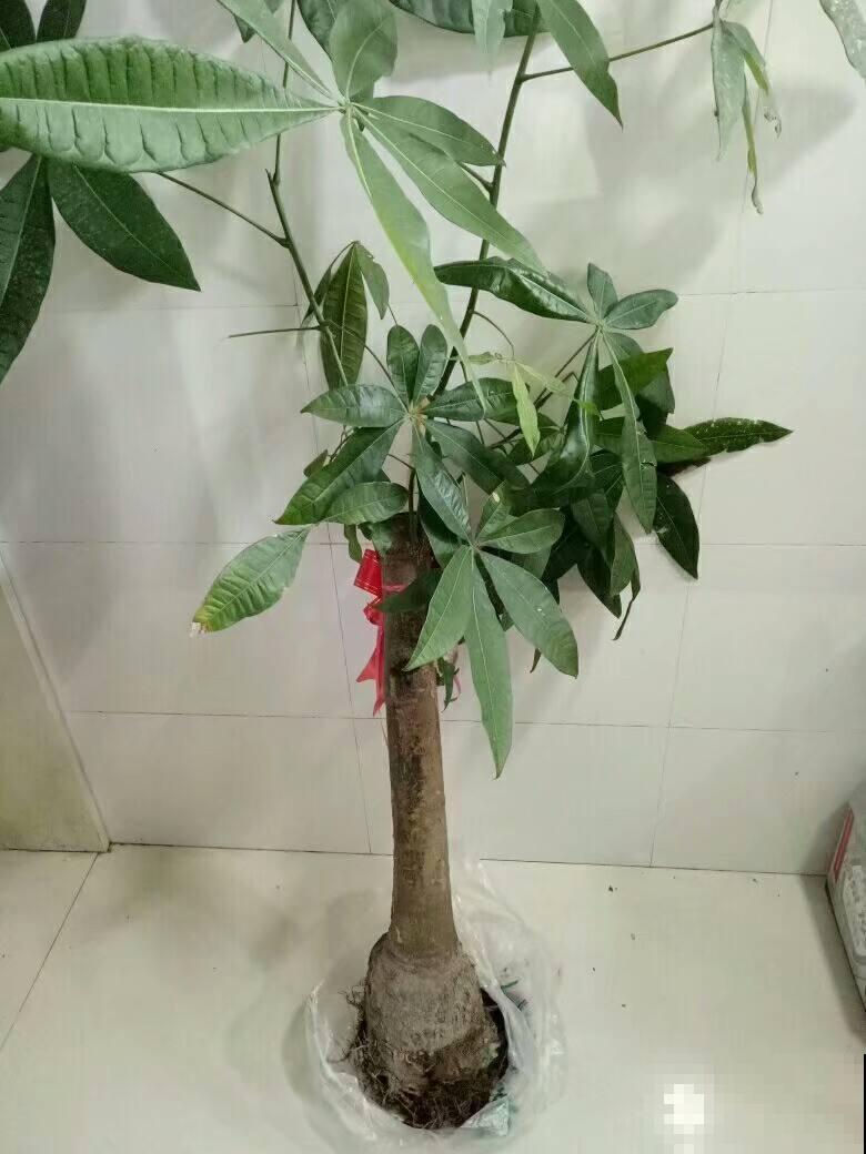 发财树总是掉叶子?那是你的方法出岔子了,现在教你怎么做! 发财树总是掉叶子?那是你的方法出岔子了,现在教你怎么做!