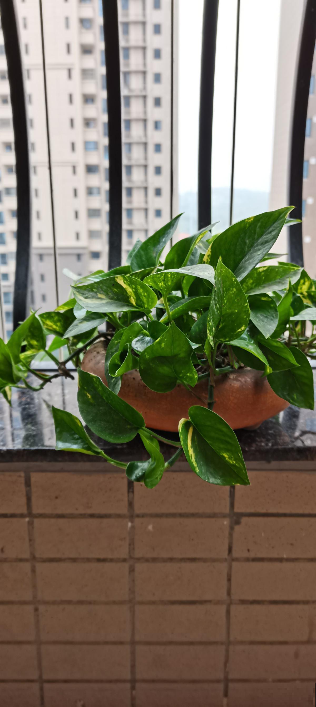 家庭常见花卉养护要点，看完你就都会了（上）