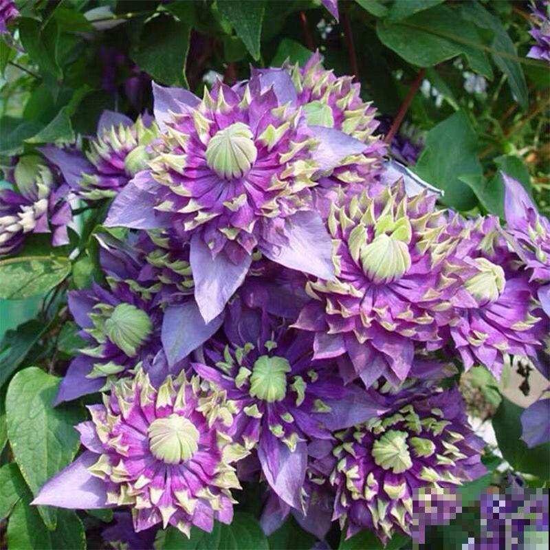 防盗窗养3种花,长势超好,春天开成一面大花墙 防盗窗养3种花,长势超好,春天开成一面大花墙