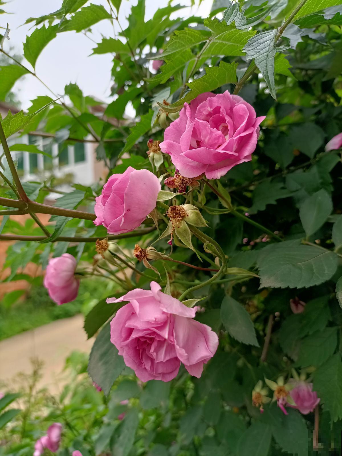 这个季节最适合蔷薇扦插,掌握这些技巧,轻松花开满墙! 这个季节最适合蔷薇扦插,掌握这些技巧,轻松花开满墙!