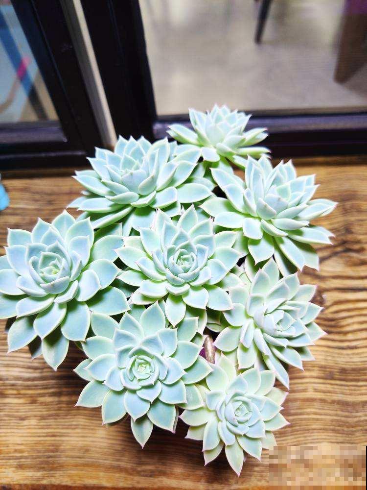 仙剑三的主角原来都是花的名字，追了那么久，居然都不知道！