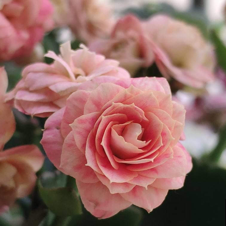 网购花卉是个技术活，别贪小便宜，少买点假货吧！