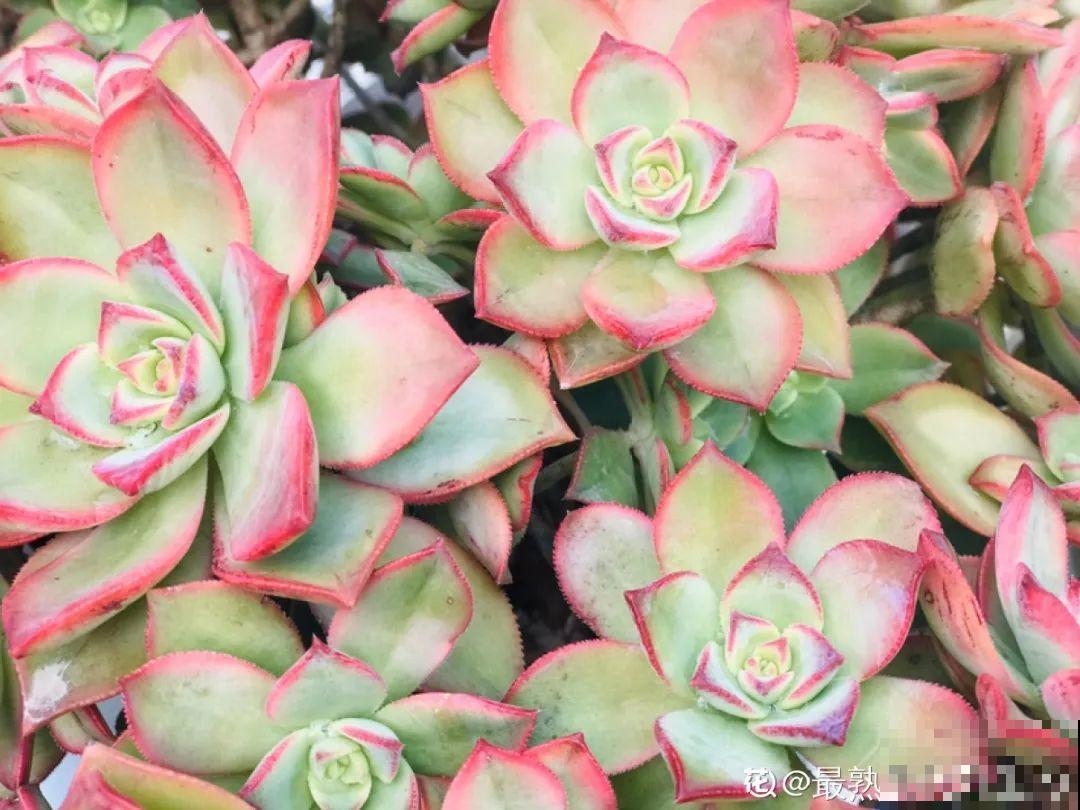 刚开始养多肉很嫌弃，后来越养越爱，打脸实录