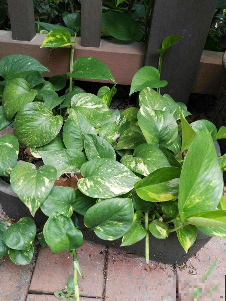 4种花现在要搬进屋，要是再晒下去，就要晒成“枯草”