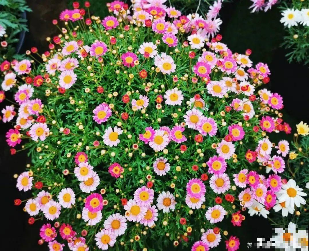 玛格丽特花期长，开花易爆盆，开成花球没问题