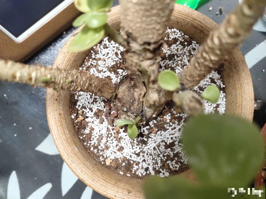 超过28℃,多肉7个现象就很危险,现在知道还不晚 超过28℃,多肉7个现象就很危险,现在知道还不晚