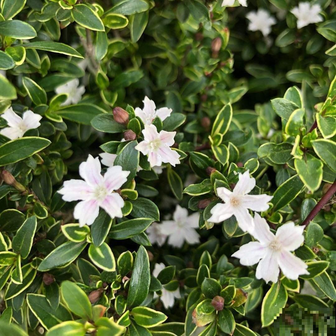 这5种小巧绿植，适合放桌头，迷你又养眼！