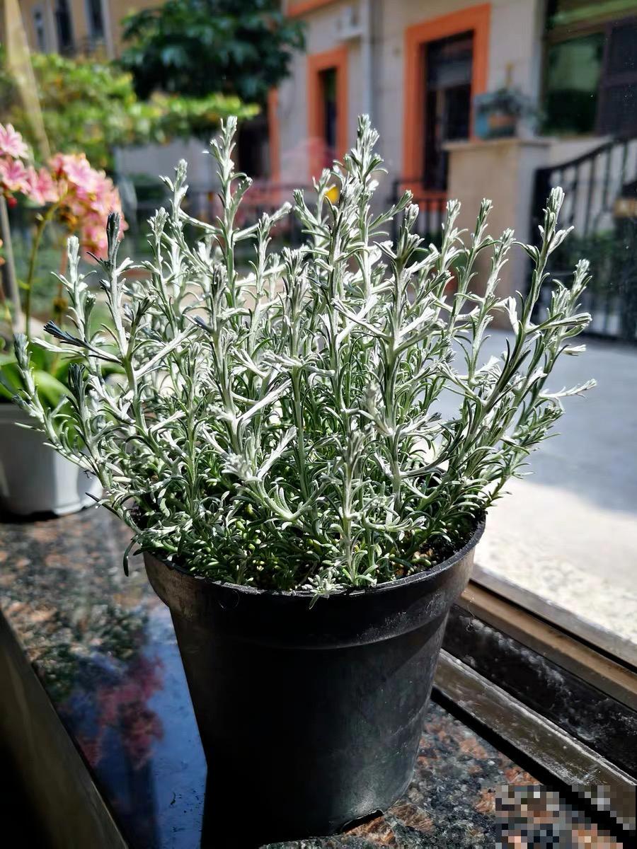 几根枝条插土里，竟然爆满盆，摆家里特别上档次