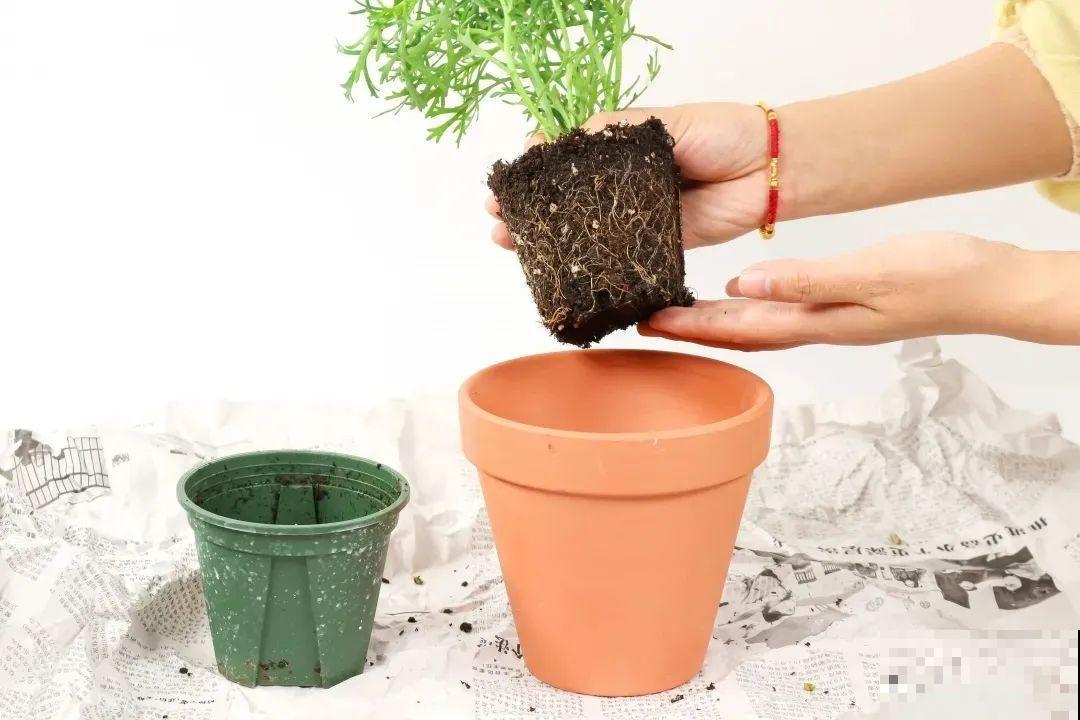 玛格丽特花期长，开花易爆盆，开成花球没问题