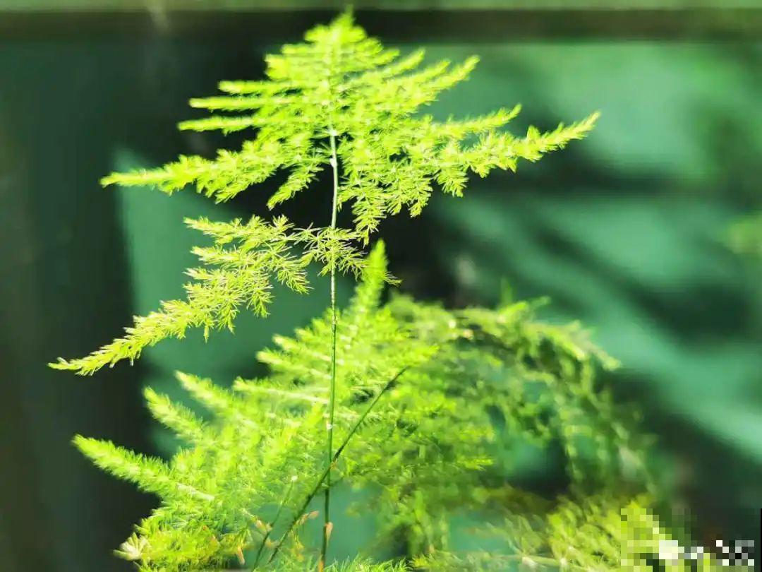 春天多给花喷水，叶子越来越油绿，长势更好