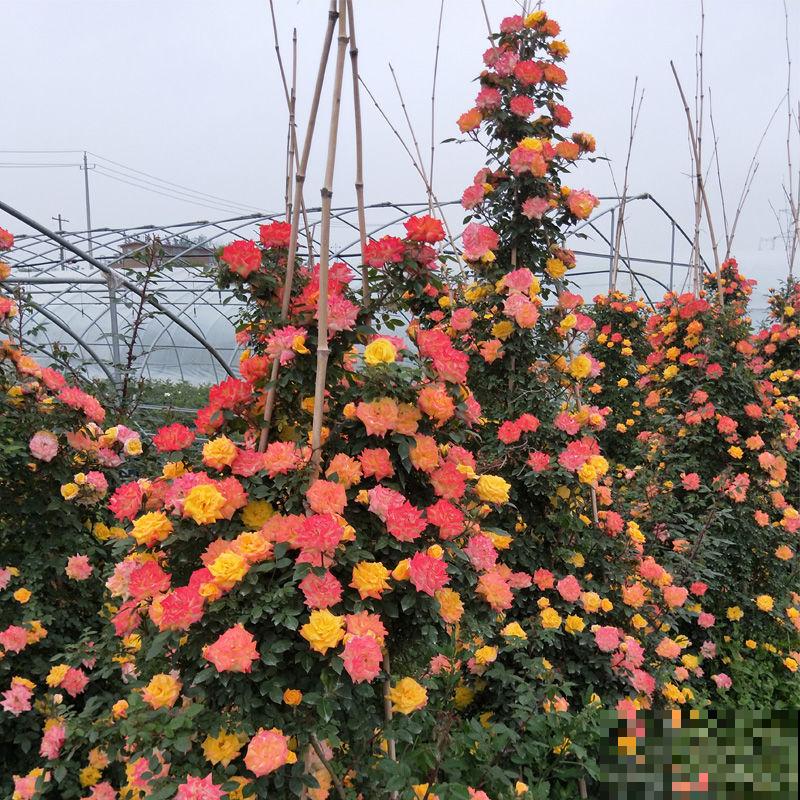 路边的月季开花后，比拳头还要大，没成想却招了贼