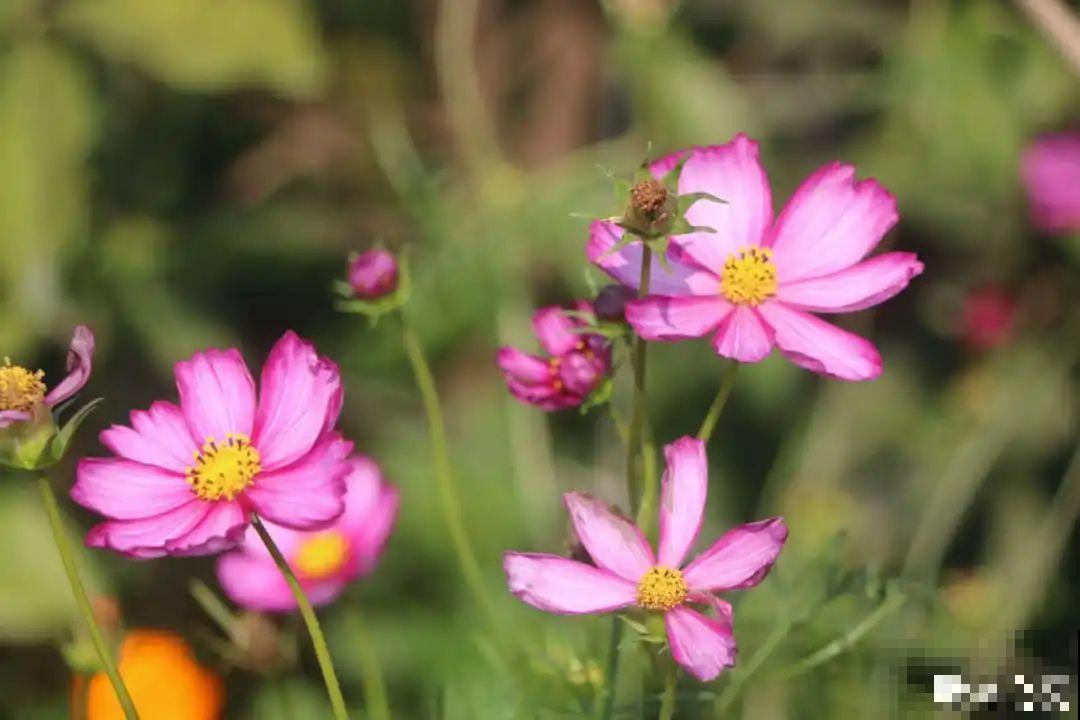 5月出门,收下这份百花图谱,啥花都能叫上名! 5月出门,收下这份百花图谱,啥花都能叫上名!