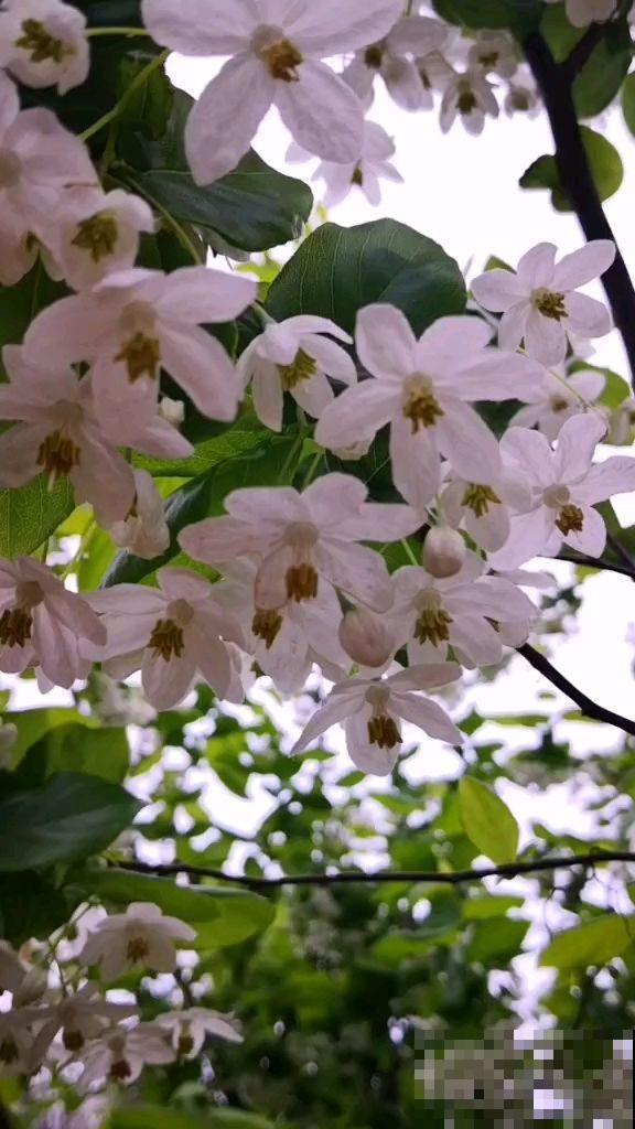 中国独有的树，开花满树白雪，结果像个“小秤锤”，见过的人太少