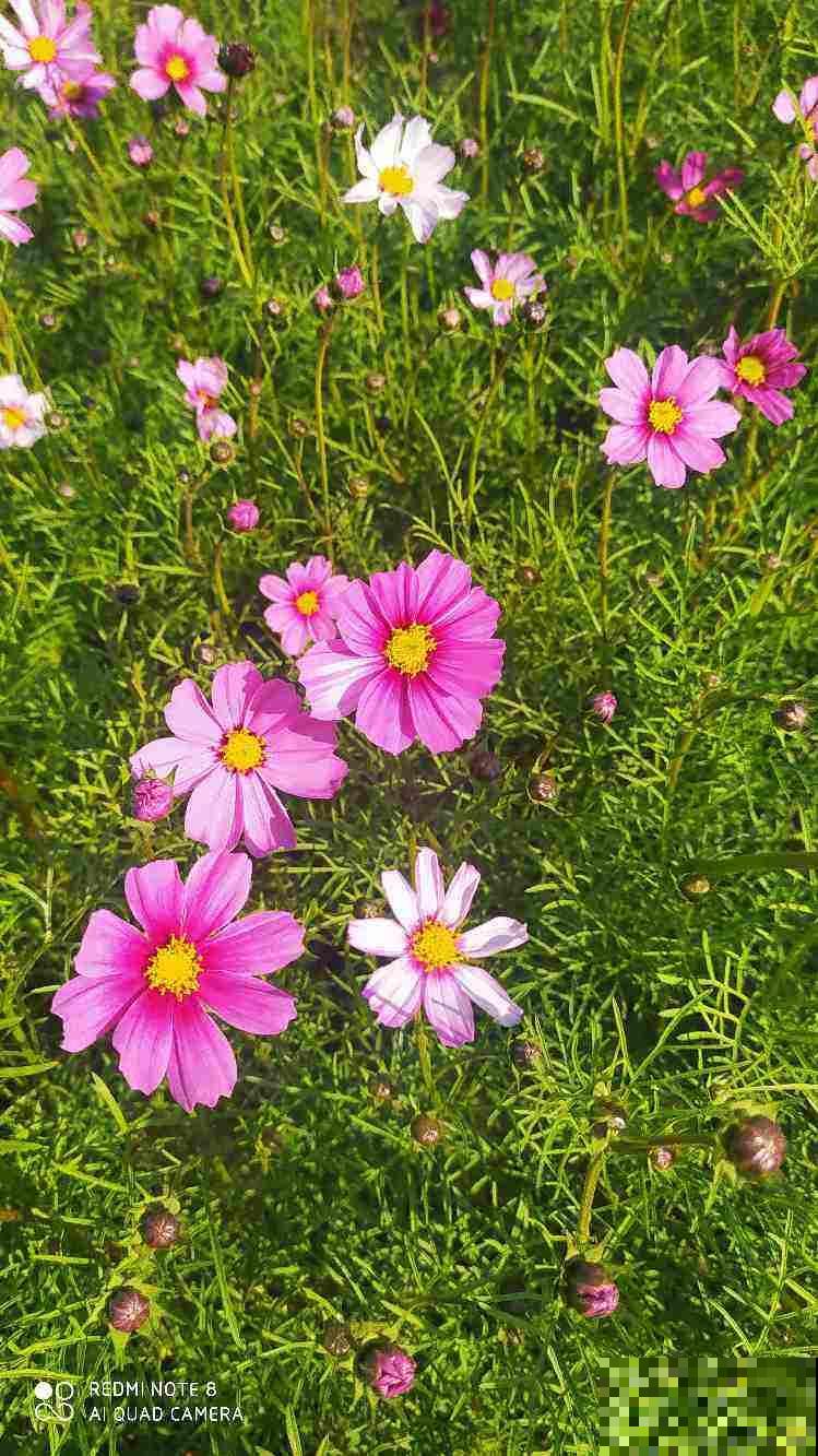 5种适合夏天养的菊花，一开就是一大片，年年收种子年年种