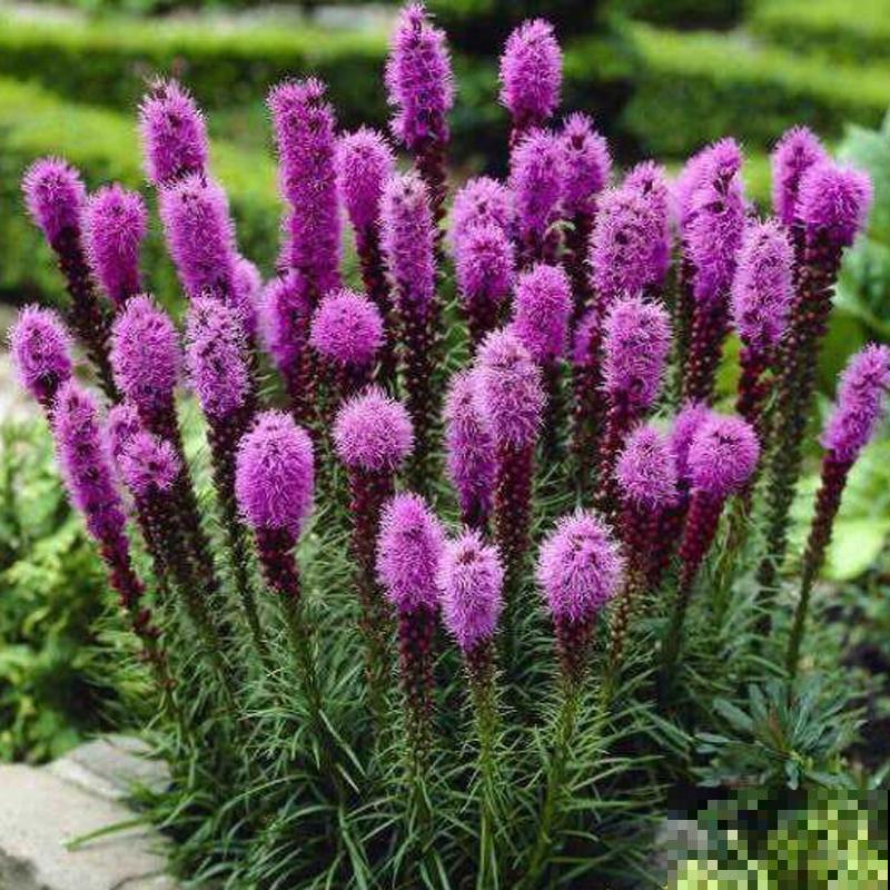 庭院里养些直立植物，院子层次感增强，搭配起来更好看