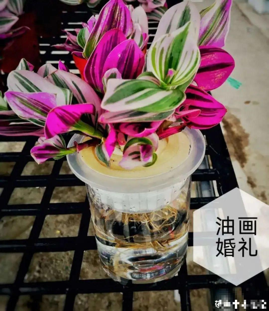 半死不活的花,扔水里,突然长疯了 半死不活的花,扔水里,突然长疯了