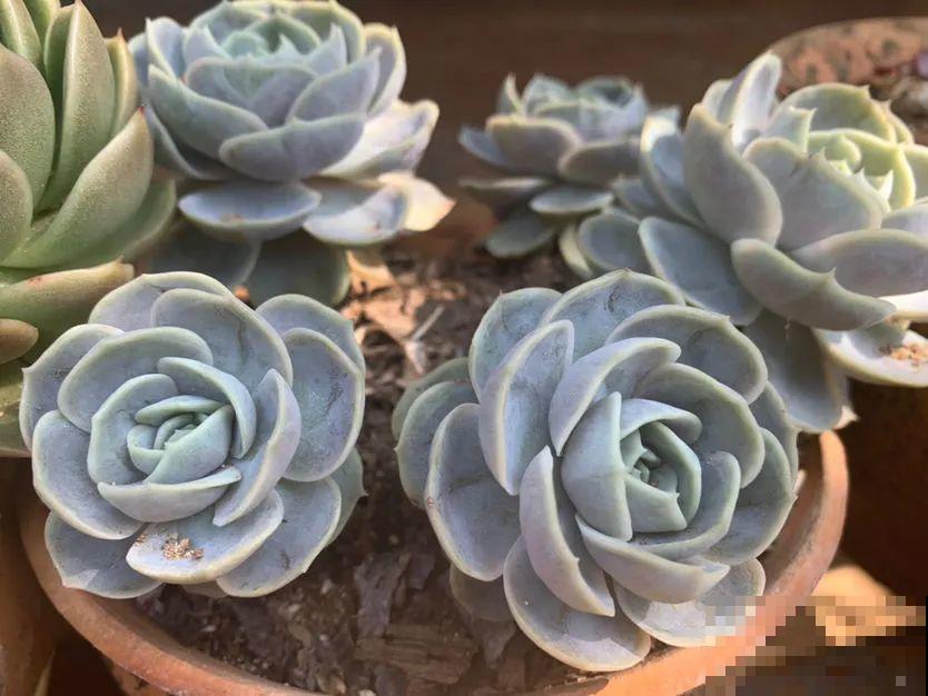 温度差不多稳定了，要准备给多肉换盆，记住这7个步骤