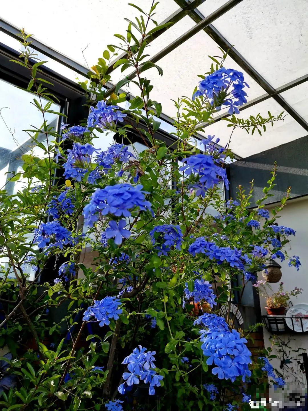 一棵旱金莲,开花又多又没,1年就能长成花墙! 一棵旱金莲,开花又多又没,1年就能长成花墙!