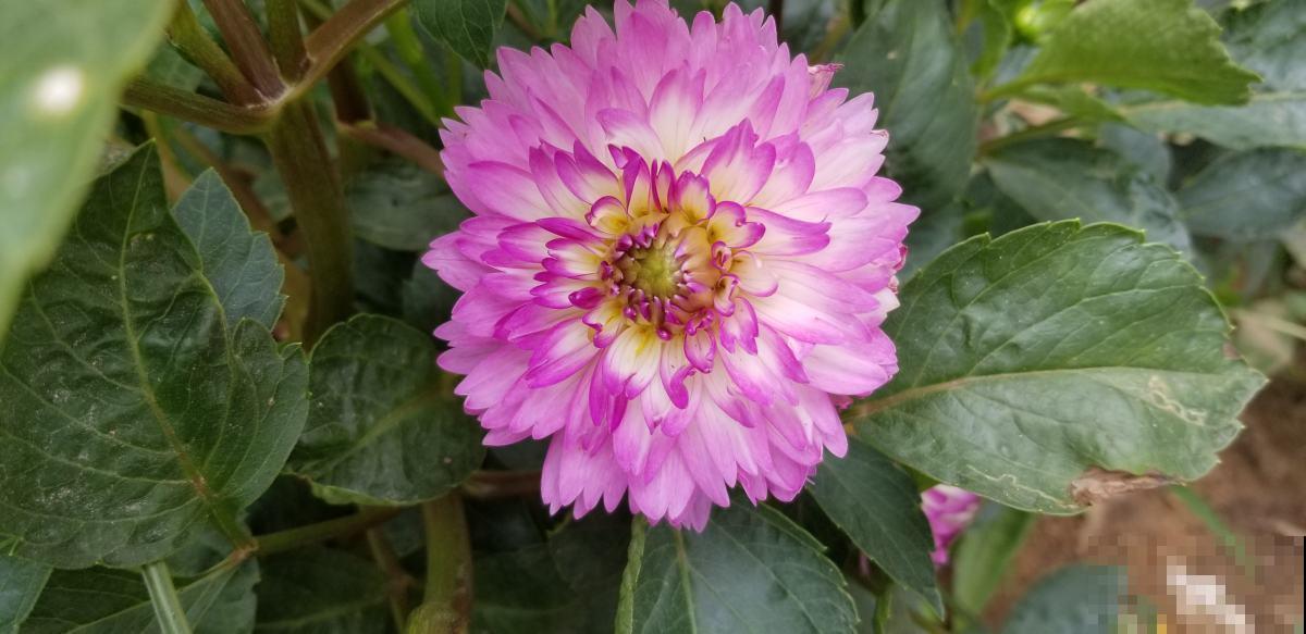 这5种花不怕晒，越热越长得旺，夏天开爆盆！