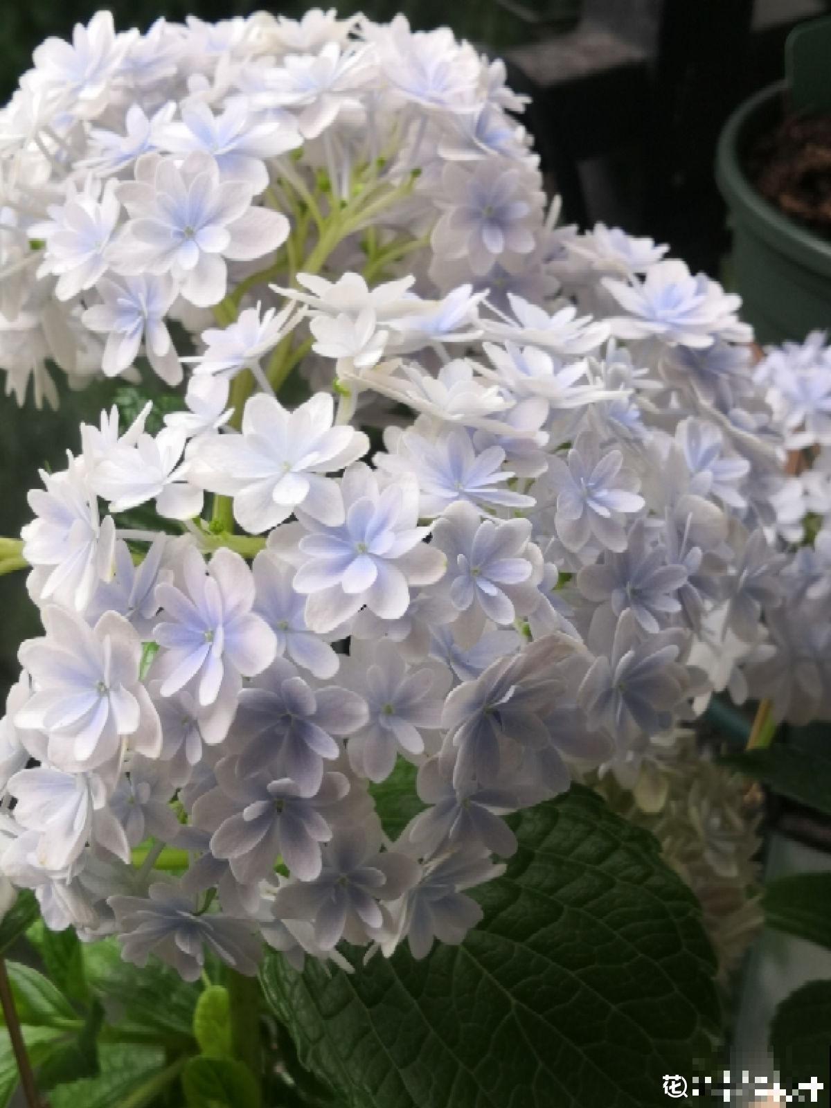 绣球最受欢迎的品种，春天种一棵，耐阴开花多