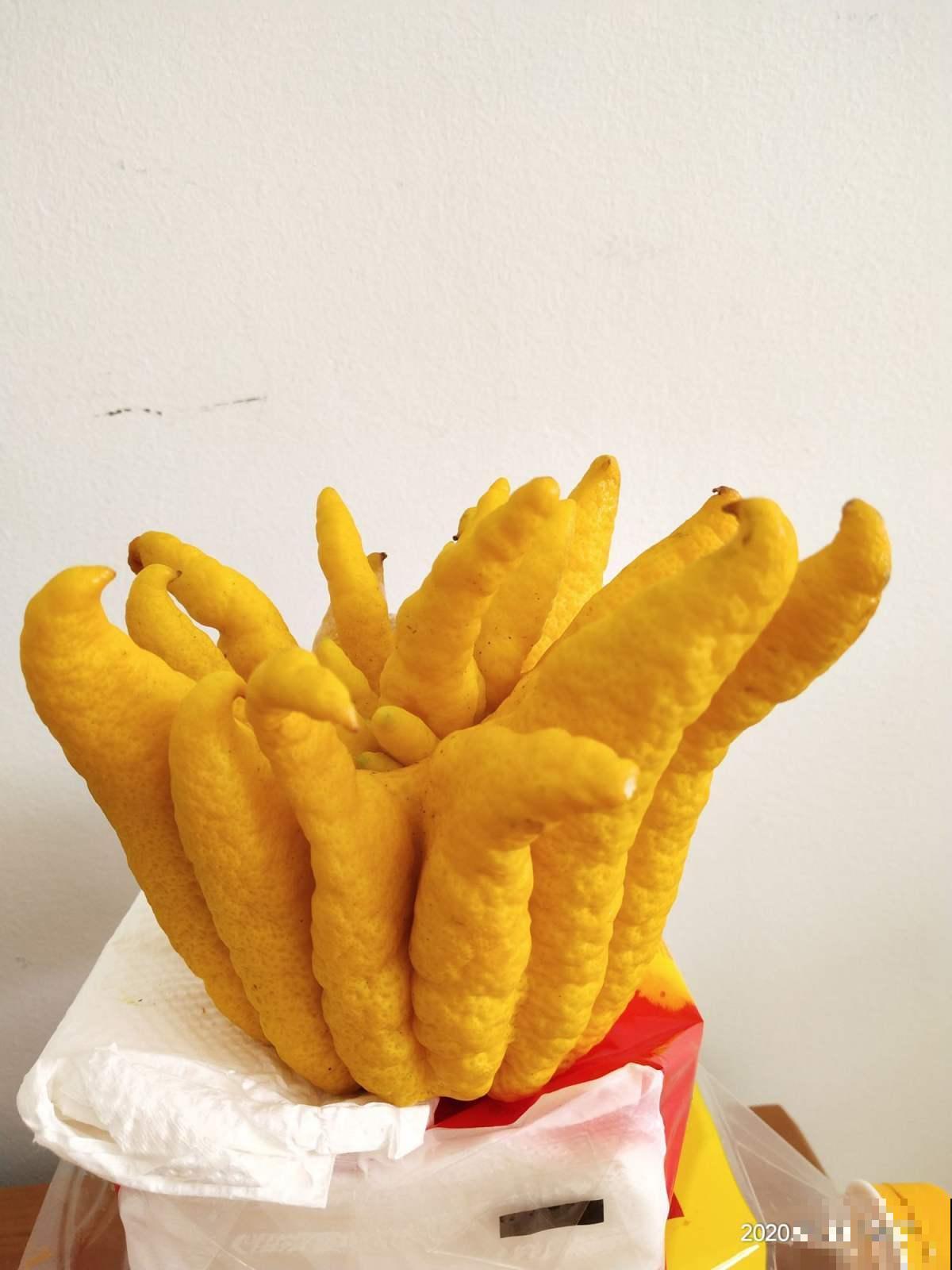 家里养花,可以试试有禅意的植物,能静心,能怡情! 家里养花,可以试试有禅意的植物,能静心,能怡情!